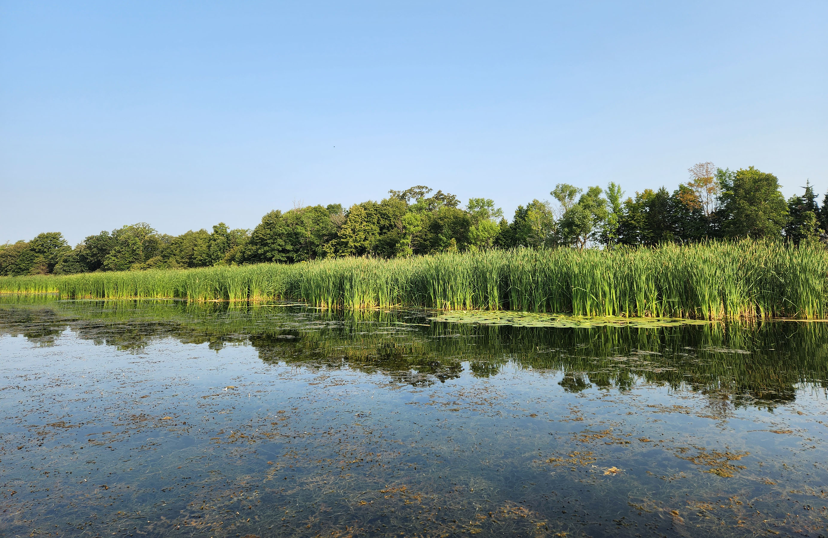 Aquatic Plant Surveys Aquatic plant surveys