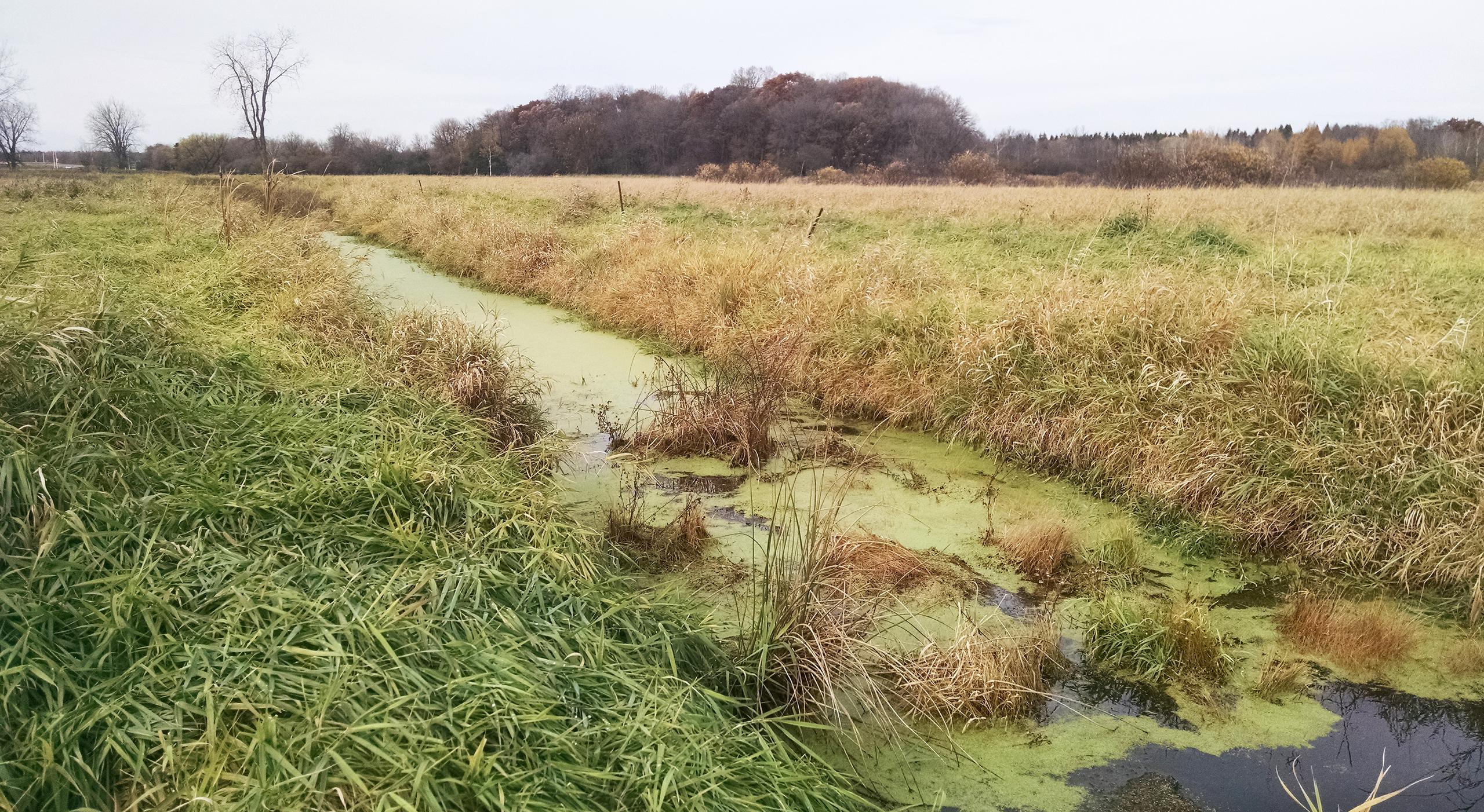 Bixby Park Wetland